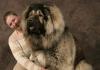 Anjing Gembala Kaukasia atau Anjing Wolfhound Kaukasia Anjing Gembala Kaukasia berambut halus