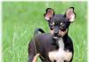 How to care for a toy terrier at home Toy terrier girl care