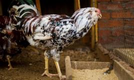 Description of the Orlov calico chicken breed Chickens of the Orlov breed