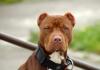 Who is the English Pit Bull History of the Pit Bull Terrier Breed
