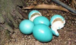 Raser av kyllinger med blå og grønne egg