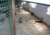 Kaninchen: Zuchtregeln Haltung von Kaninchen in Käfigen