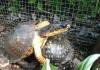 Mbarështimi i breshkave me veshë të kuq në shtëpi