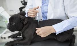 Πυομήτρα σε σκύλους: συμπτώματα, θεραπεία Σημεία νόσου της μήτρας σε σκύλους