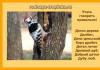 دارکوب بزرگ خالدار.  دارکوب پرنده ای از سازمان سیا است.  شرح.  عکس چرا دارکوب درخت را چکش می کند؟