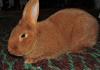 Jak vybrat králíky do chovného stáda?