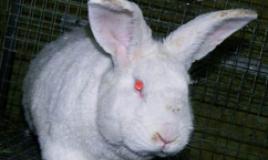 Charakteristika užitkovosti a chov masných králíků Plemeno brojlerových králíků