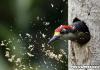 Great Spotted Woodpecker: περιγραφή, βιότοπος, φωτογραφία Γενικά χαρακτηριστικά και χαρακτηριστικά πεδίου