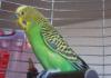 Klíšťata u papouška: typy, příznaky a léčba Jak léčit papouška proti klíštěti