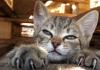 Kratzbäume für Katzen zum Selbermachen: Design, Diagramme, Herstellung – für verschiedene Rassen und Charaktere