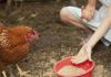 Hva du kan og ikke kan mate kyllinger - tips