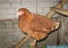 Kuřata Rhodonite: popis a charakteristika plemene