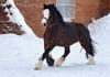 Vladimira vilces zirgu šķirne (Vladimira vilces zirgs): foto, apraksts, izcelsmes vēsture