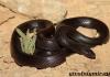 Stanište poskoka.  Obična zmija.  Fotografija otrovne ljepotice.  Opis i karakteristike obične poskoke