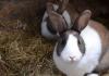 Mengembangbiakkan kelinci: aturan dasar dan rahasia Apa yang Anda butuhkan untuk beternak kelinci