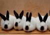 Развъждане на зайци във ферма: правила и съвети Зайци как да ги отглеждате правилно