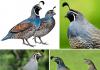 Enciklopedia e pronarit të zogjve