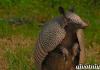 Giant armadillo: περιγραφή του ζώου, βιότοπος