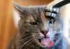 Φροντίδα μιας γάτας μετά τον ευνουχισμό Μπορεί μια γάτα να πιει μετά από αναισθησία;