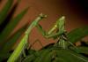 Why does a female praying mantis eat the male's head?