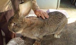 Най-добрите породи зайци за домашно отглеждане