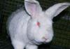 Charakteristika užitkovosti a chov masných králíků Plemeno brojlerových králíků