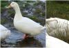 Mulards (ducks): cultivation and care