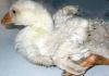 Diseases of domestic geese: signs and treatment Goslings have diarrhea, what to do