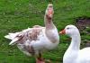 How to distinguish a goose from a goose - a practical guide from experienced farmers