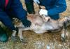 Mesanje koze Kako zaklati živinu
