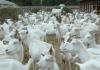 Молочные, мясные и другие породы коз: наименование и характеристики