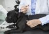 Пиометра при кучета: симптоми, лечение Болест на матката при кучета признаци