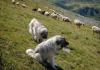 Krasový ovčák - Zvířata a přírodní charakteristika plemene Krasový ovčák