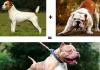 American Pit Bull Terrier - characteristics and features of the breed