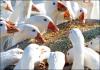 Maladies des oisons : comment reconnaître la maladie et prévenir la mort des jeunes animaux Diarrhée verte chez les oies comment traiter