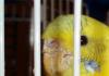 Penyakit budgerigars: gejala dan foto burung yang sakit