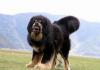 Tibetan Mastiff - standard, description and characteristics of the breed Tibetan Mastiff characteristics of the breed