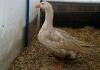 Treatment and prevention of diarrhea in young geese. Gosling cannot walk; liquid, whitish diarrhea.