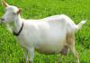 Характеристики на хранене на коза след агнене