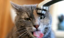 Pflege einer Katze nach der Kastration Darf eine Katze nach der Narkose trinken?