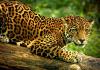 Wild cats: animal species, characteristics and lifestyle