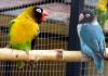 Описание попугаев неразлучников Попугайчики неразлучники уход и содержание